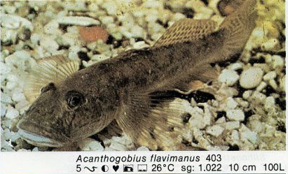 Acanthogobius flavimanus